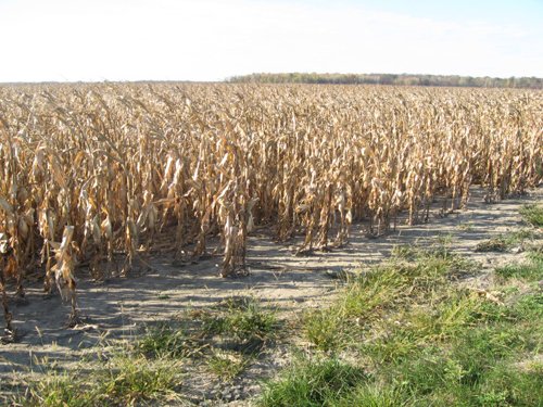 Property photo 4 - 65+/- Acres Offered in 2 Tracts
